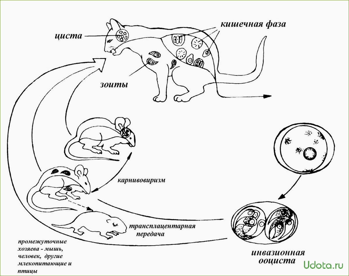 Токсоплазмоз и домашние кошки: как защититься от заболевания