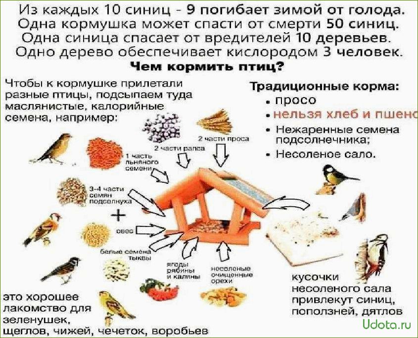 Чем кормить птиц зимой