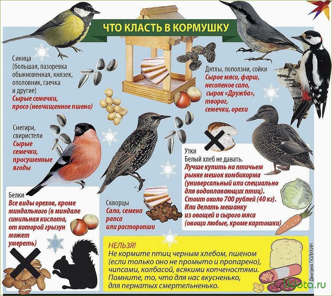 Чем кормить птиц зимой