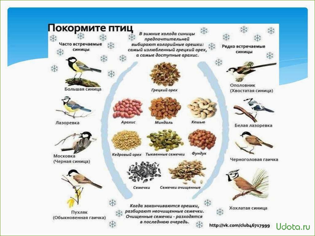 Чем кормить птиц зимой