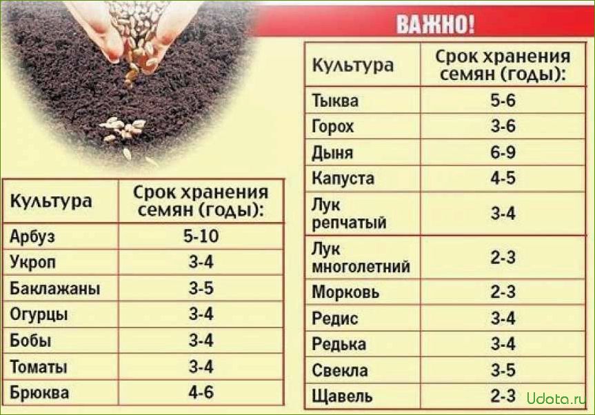 Как выбрать качественные семена для посева: что написано на пакетике семян