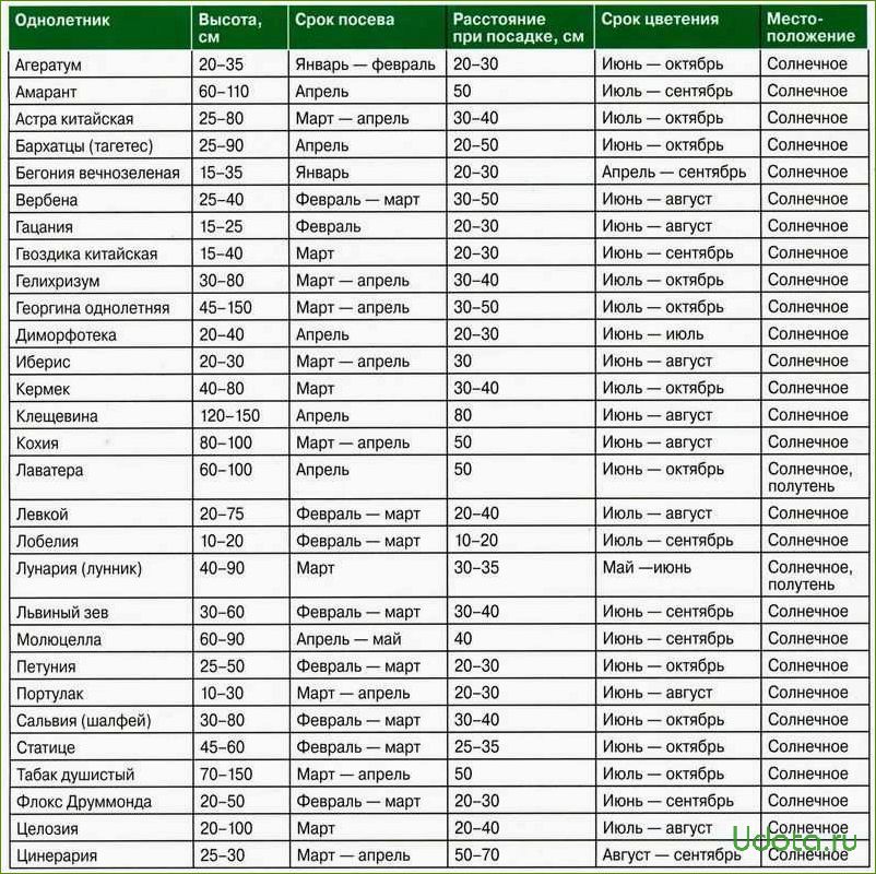 Полный список цветов и овощей, которые можно посеять на рассаду в марте