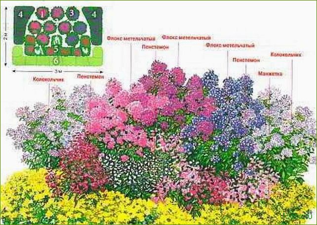 Флоксы: сад непрерывного цветения