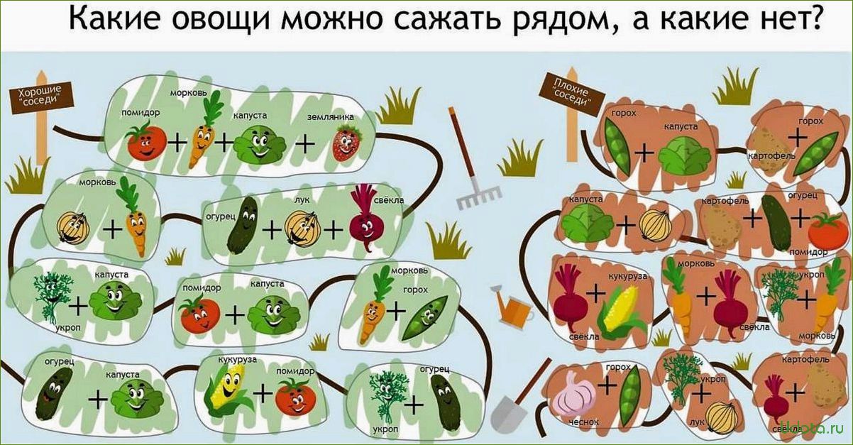 Что сажать в теплице? Круговорот культур