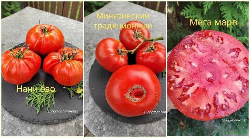 Мясистые томаты: лучшие сорта и секреты успеха