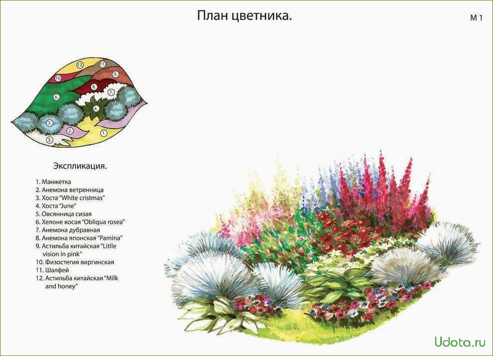 Идеальный цветник с зонтичными растениями: подробный эскиз и рекомендации по выбору и уходу за растениями