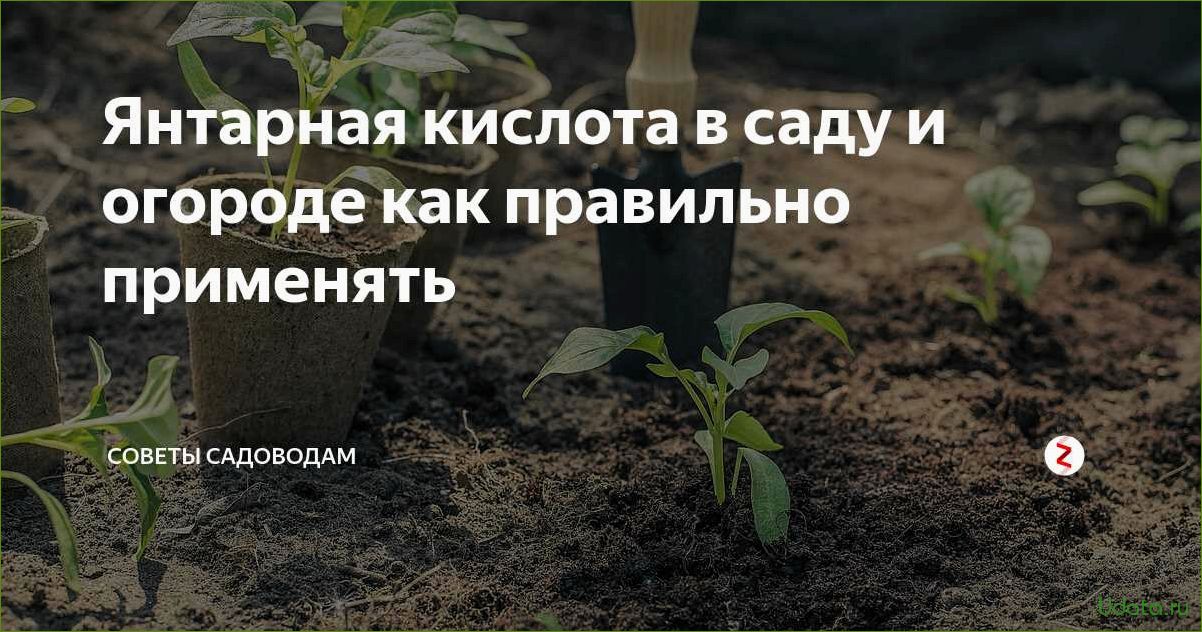 Янтарная кислота: секреты применения в саду, в огороде и дома