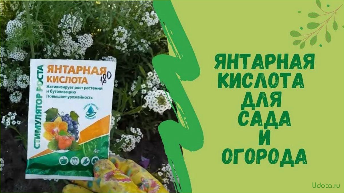 Янтарная кислота: секреты применения в саду, в огороде и дома