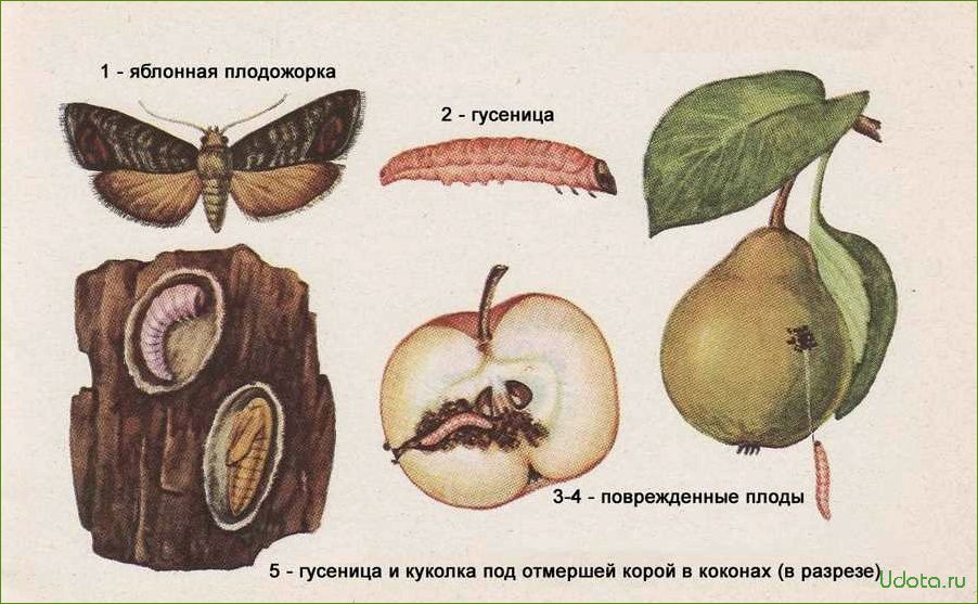 Яблонная плодожорка: эффективные способы борьбы