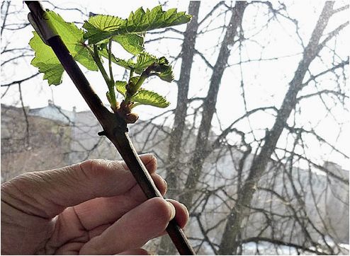 (выращивание, винограда, словарь, терминов) Выращивание винограда: словарь терминов профессионального виноградаря