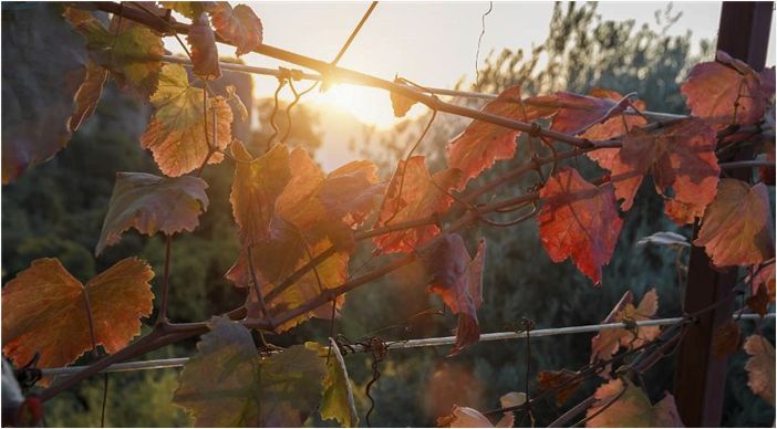 Как сохранить саженцы винограда зимой, если на них еще не вызрела лоза?