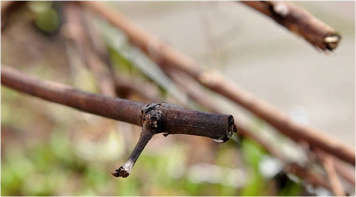 Плач виноградной лозы: что делать, если весной из винограда течет сок?