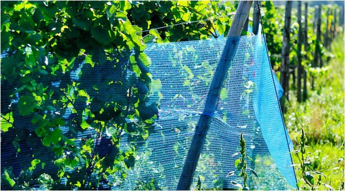 Как защитить урожай винограда от птиц