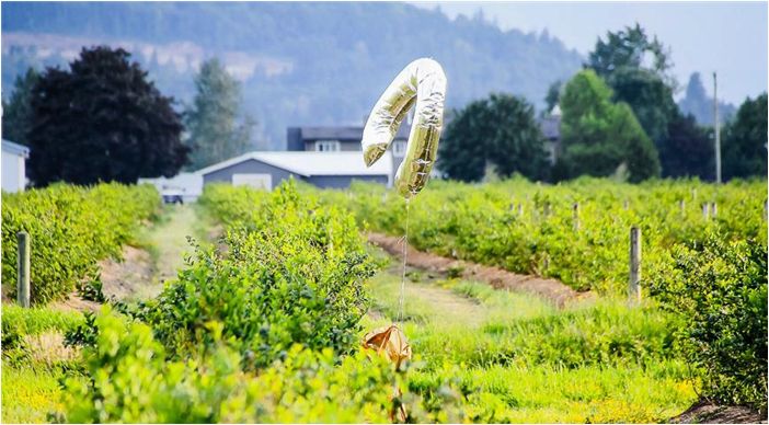 Как защитить урожай винограда от птиц