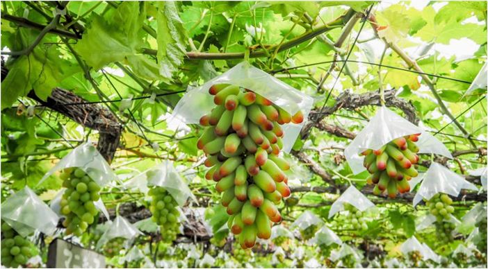 Как защитить урожай винограда от птиц