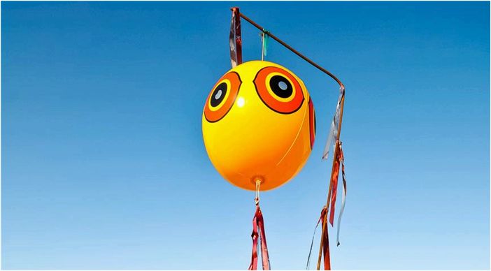 Как защитить урожай винограда от птиц